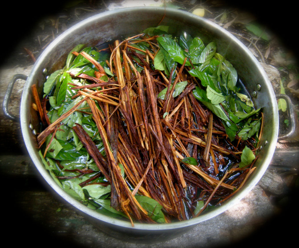 Ayahuasca Chacruna Medicine Nimea Kaya Retreat Center